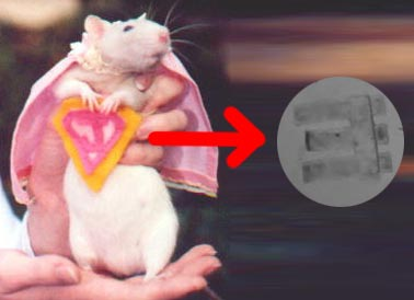 Illustration for article titled Gizmodo Salutes the Rat: Happy Chinese New Year!